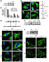 THC induces autophagy via ER stress–evoked p8 and TRB3
                  up